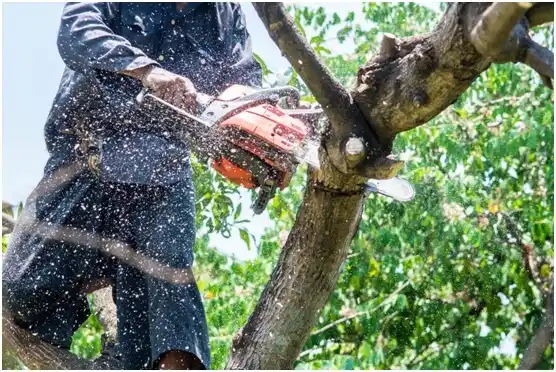 tree services Aaronsburg